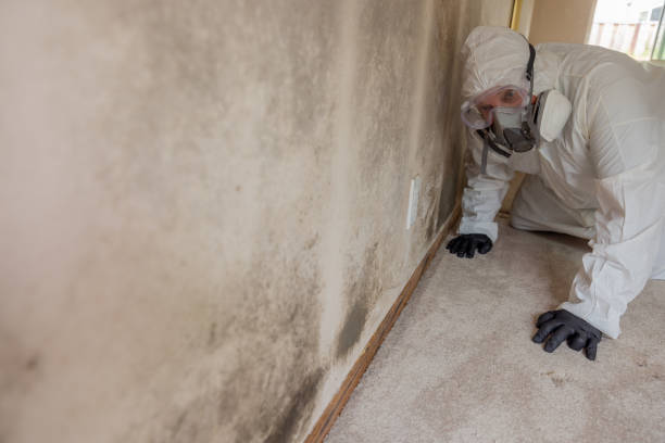 Best Asbestos and Lead Testing During Mold Inspection  in Willmar, MN